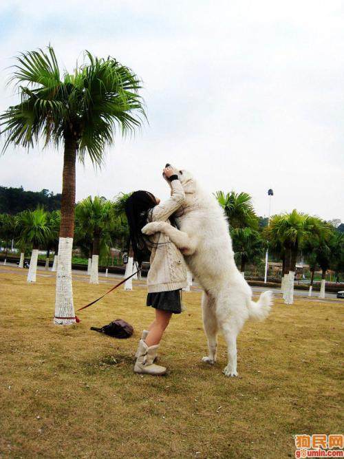 乾通名犬俱乐部大白熊,大白熊是不是名犬