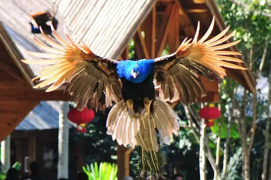 国庆节节成都五日游攻略,元旦成都出发两天一夜旅游攻略