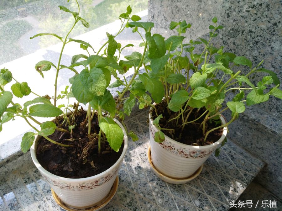 薄荷养法,薄荷不能长太高