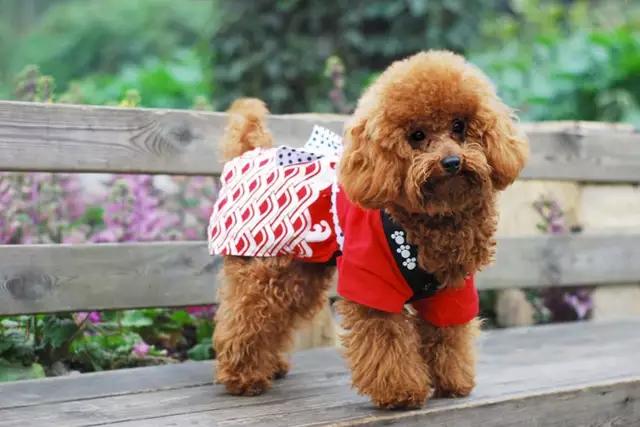 带你了解宠物真实价格,盘点十大宠物的真实价格