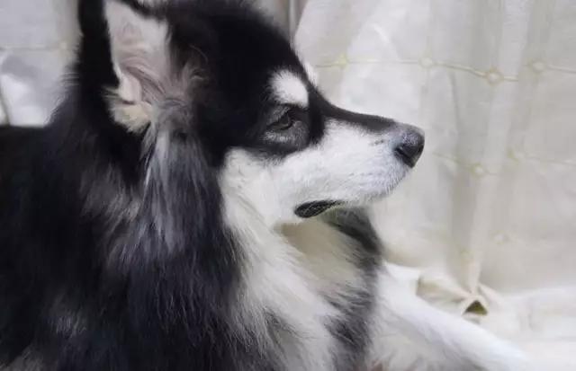 带你了解宠物真实价格,盘点十大宠物的真实价格