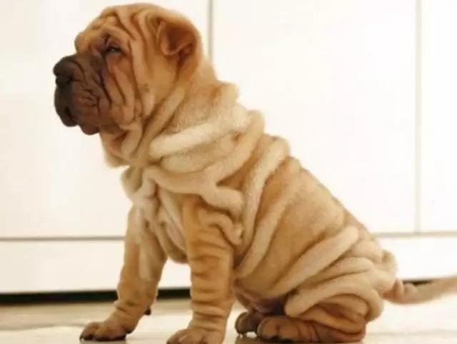 带你了解宠物真实价格,盘点十大宠物的真实价格