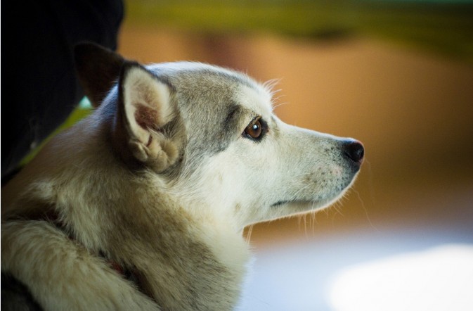 摄影小景深效果图,摄影景深知识大全