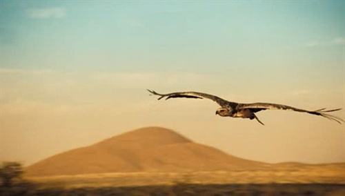 王朝狐獴纪录片,非洲纪录片狐獴