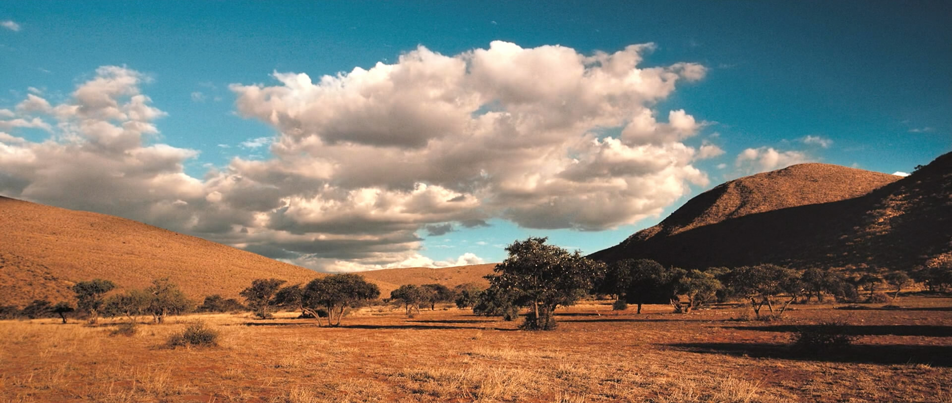 王朝狐獴纪录片,非洲纪录片狐獴