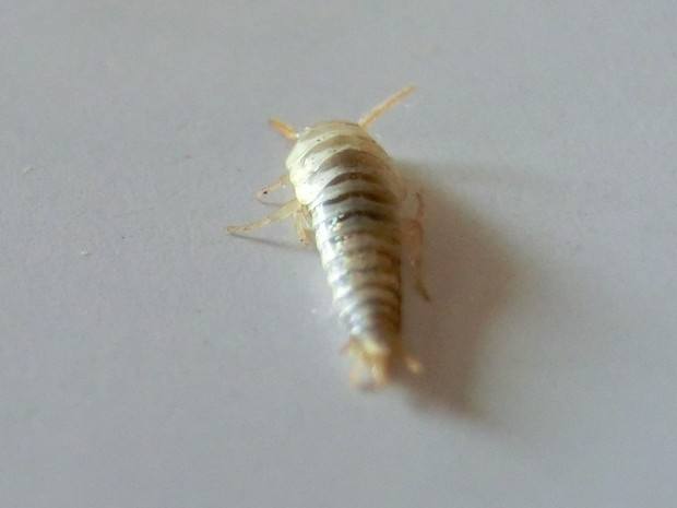 揭秘五种地球上最强大的昆虫,地球上远古已灭绝的昆虫