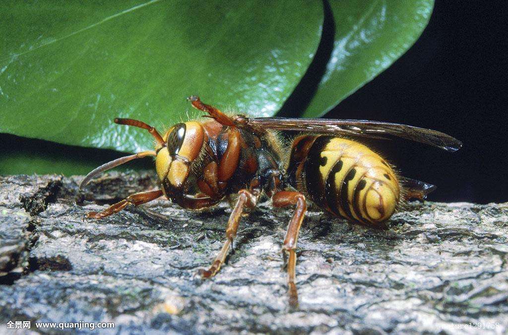 揭秘五种地球上最强大的昆虫,地球上远古已灭绝的昆虫