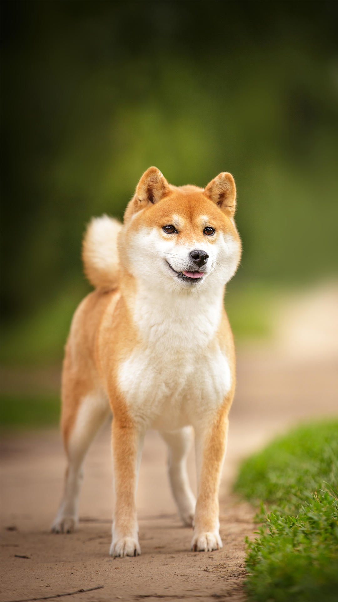 超多高清好看的壁纸,归来的奥特曼壁纸