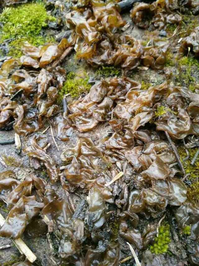 三农稀奇古怪的美食你吃过吗,农村里的这些菜个个都是宝