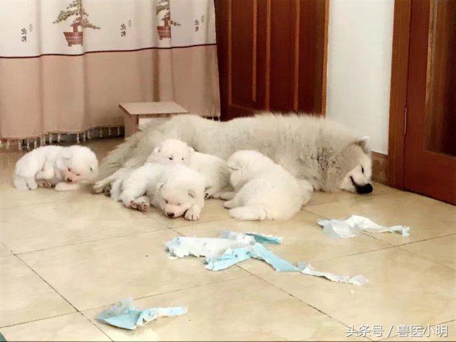 萨摩耶狗生小狗过程,萨摩耶生产前征兆