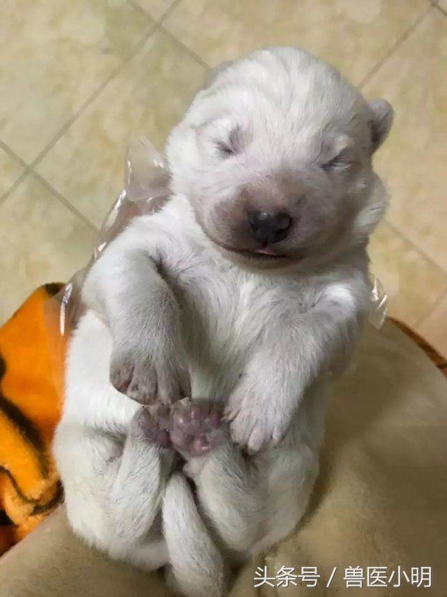 萨摩耶狗生小狗过程,萨摩耶生产前征兆