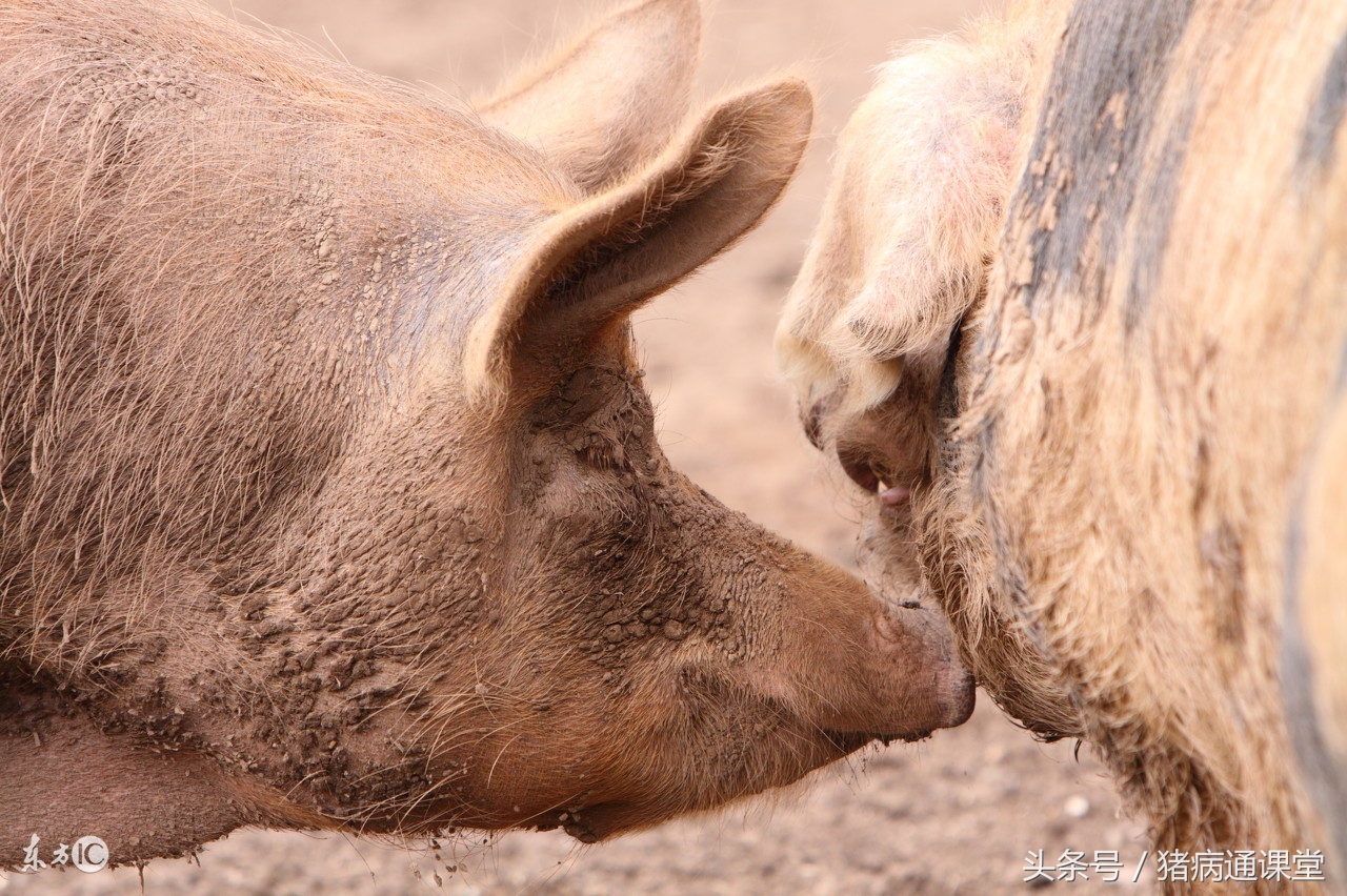 母猪输精时间最好的时候是出现压背反射！
