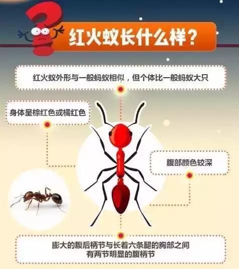 在户外要怎么注意红火蚁,高度警惕红火蚁