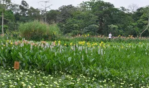 上海坐地铁直达的玩的地方,上海地铁直达花海