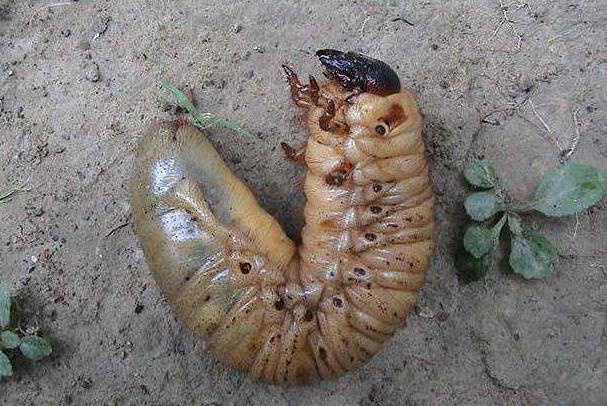 揭秘五种地球上最强大的昆虫,地球上远古已灭绝的昆虫