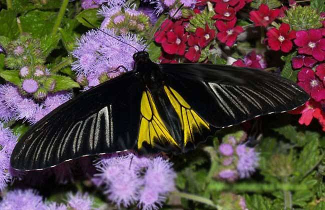 揭秘五种地球上最强大的昆虫,地球上远古已灭绝的昆虫