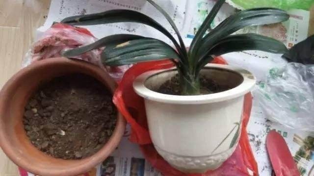 君子兰换盆的正确方法11月可以吗,君子兰花怎样换盆移栽