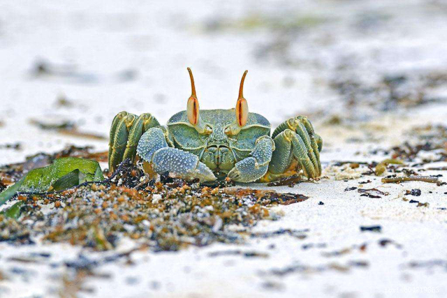 孕妇三个月能吃螃蟹吗初期,螃蟹孕妇吃了会流产吗