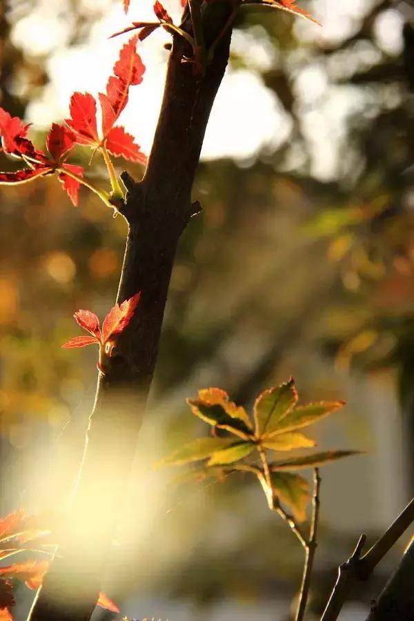 纳兰词六首我是人间惆怅客,纳兰容若我是人间惆怅客全诗