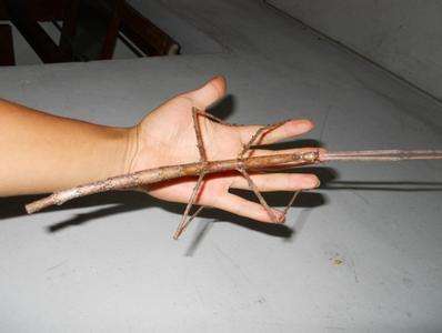 揭秘五种地球上最强大的昆虫,地球上远古已灭绝的昆虫