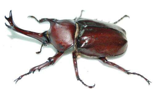 揭秘五种地球上最强大的昆虫,地球上远古已灭绝的昆虫