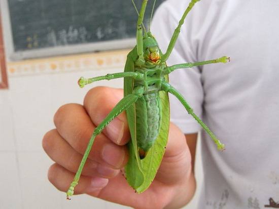 揭秘五种地球上最强大的昆虫,地球上远古已灭绝的昆虫