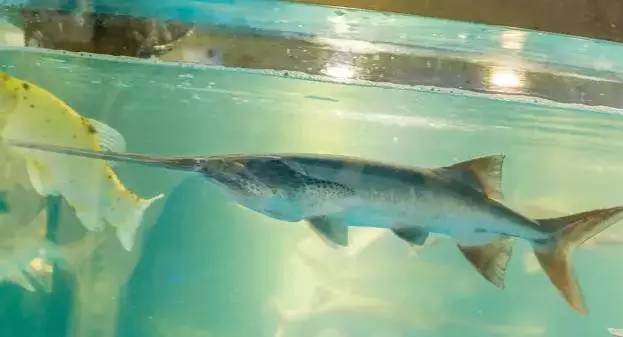 漓江小镇美食攻略,漓江当地特点美食