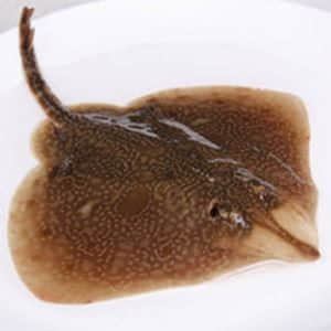 好养好吃的海鱼有哪些,哪些海鱼既好吃但又不能养殖