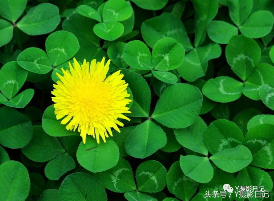 单反相机自动对焦是af还是mf,单反镜头af和mf对焦怎么用