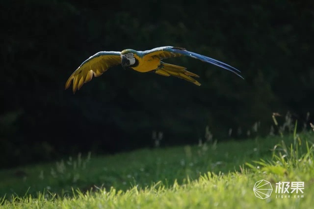 索尼黑卡相机哪一款最新最好,索尼黑卡测评哪一代拍人像好看