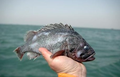 好养好吃的海鱼有哪些,哪些海鱼既好吃但又不能养殖