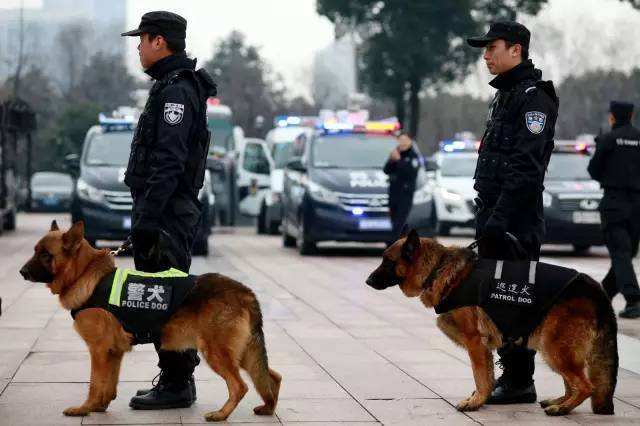 狗狗犬种,狗狗犬种大全