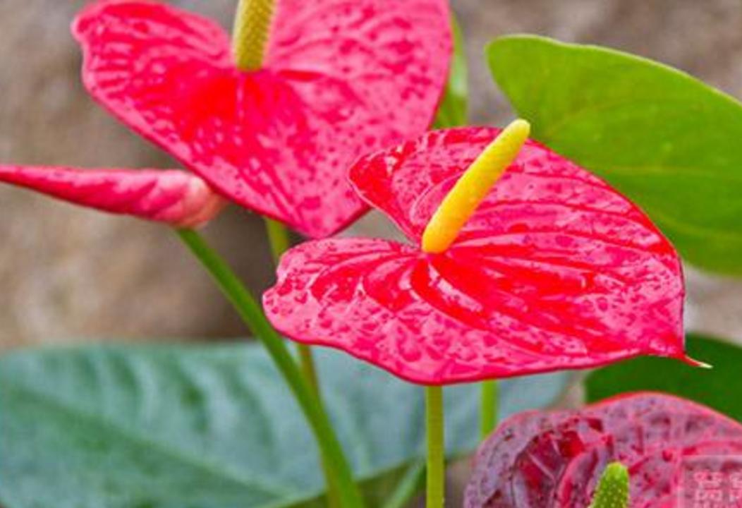 做人要有心机文案,做人要有心机视频