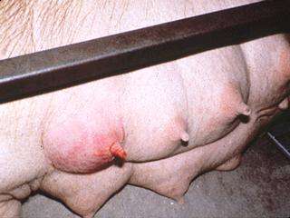 母猪产后没有奶？养猪人可从这3方面分析原因！