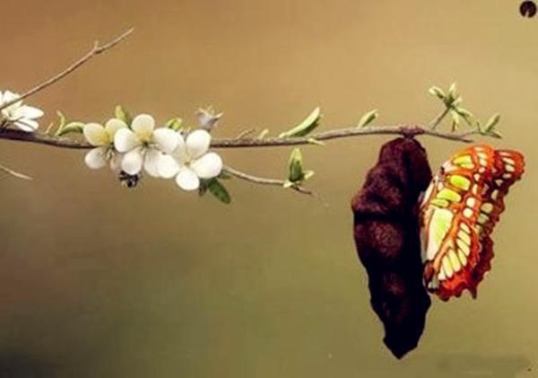 二年级语文上册识字三的词语,二年级上册语文识字3词语