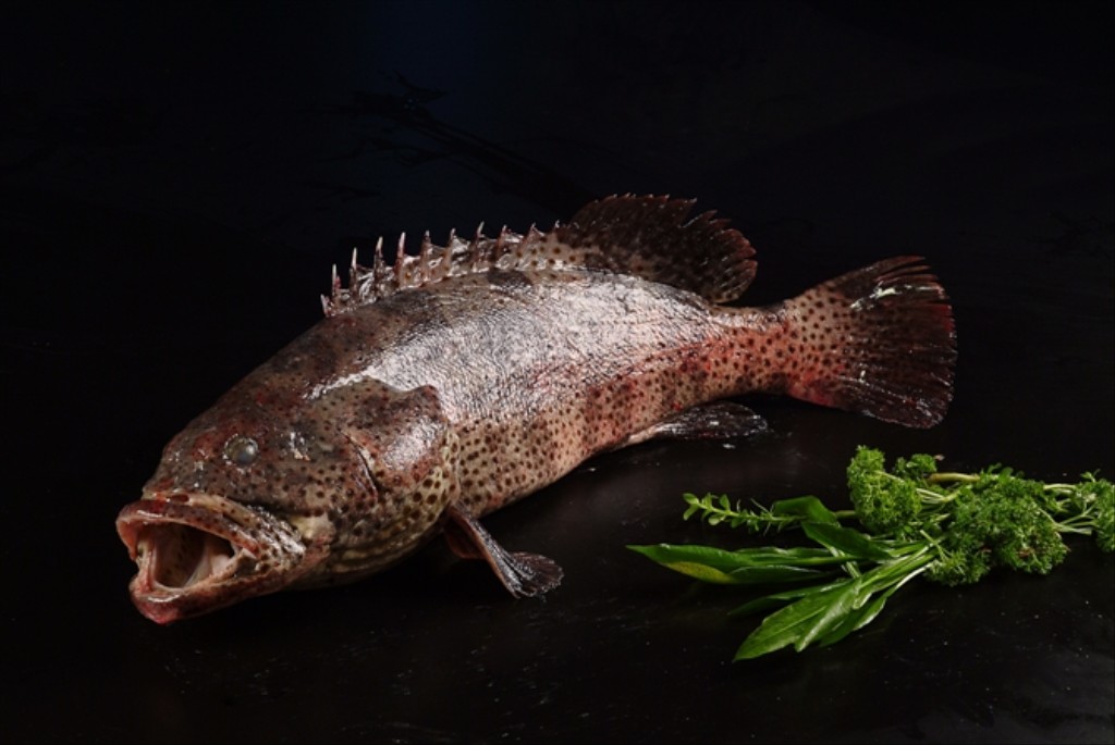 好养好吃的海鱼有哪些,哪些海鱼既好吃但又不能养殖