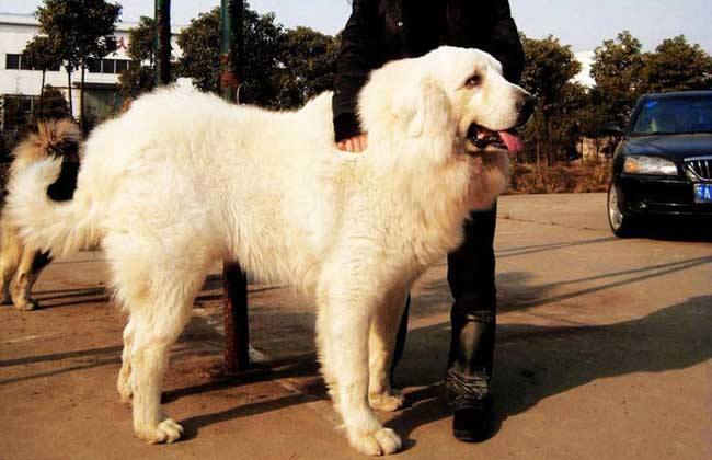 狗狗犬种,狗狗犬种大全