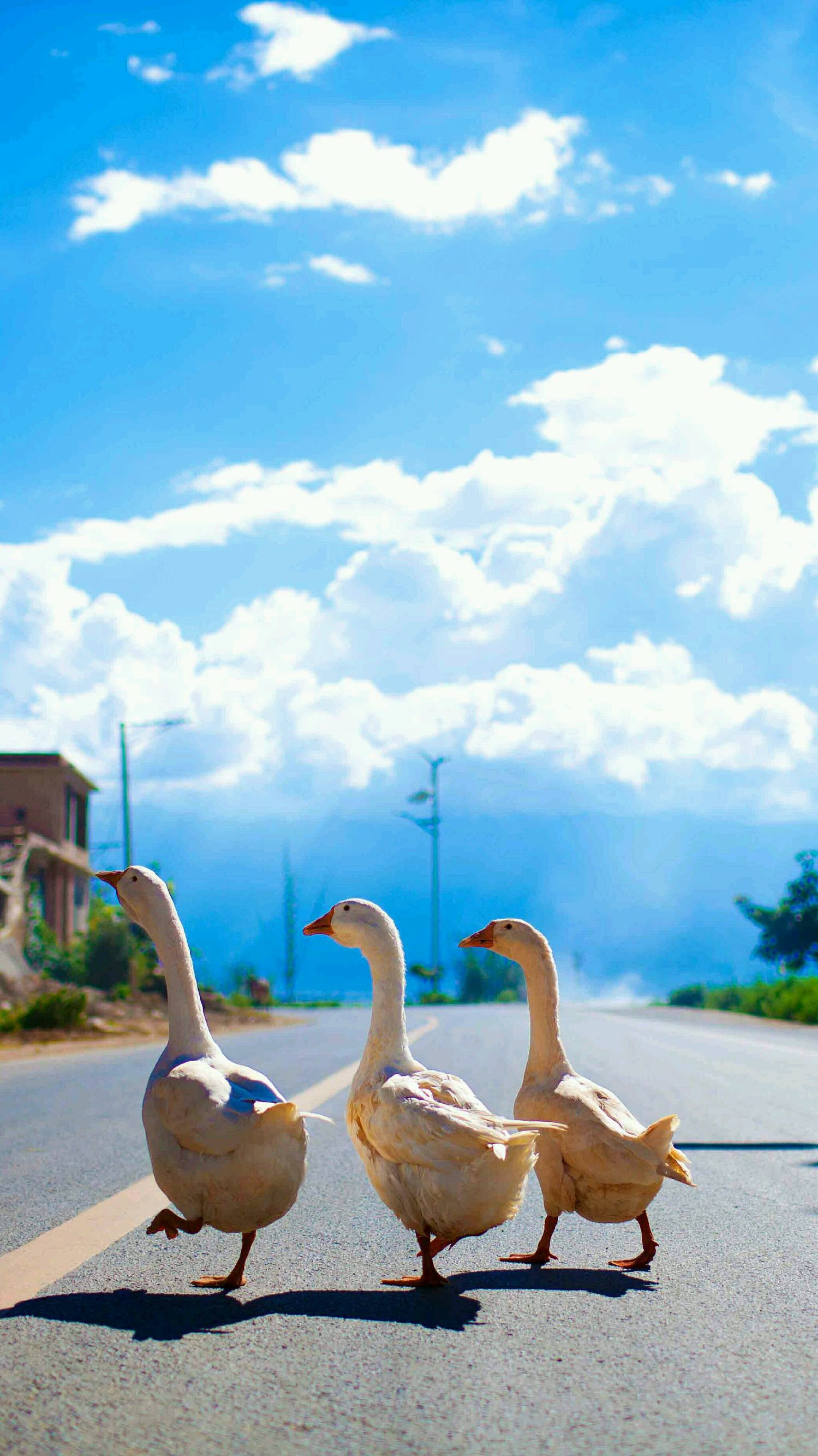 超多高清好看的壁纸,归来的奥特曼壁纸