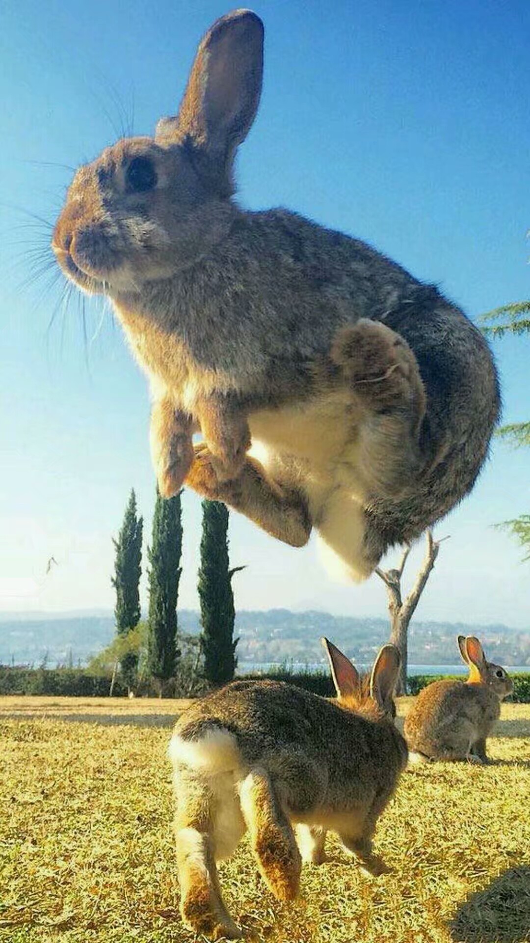 超多高清好看的壁纸,归来的奥特曼壁纸