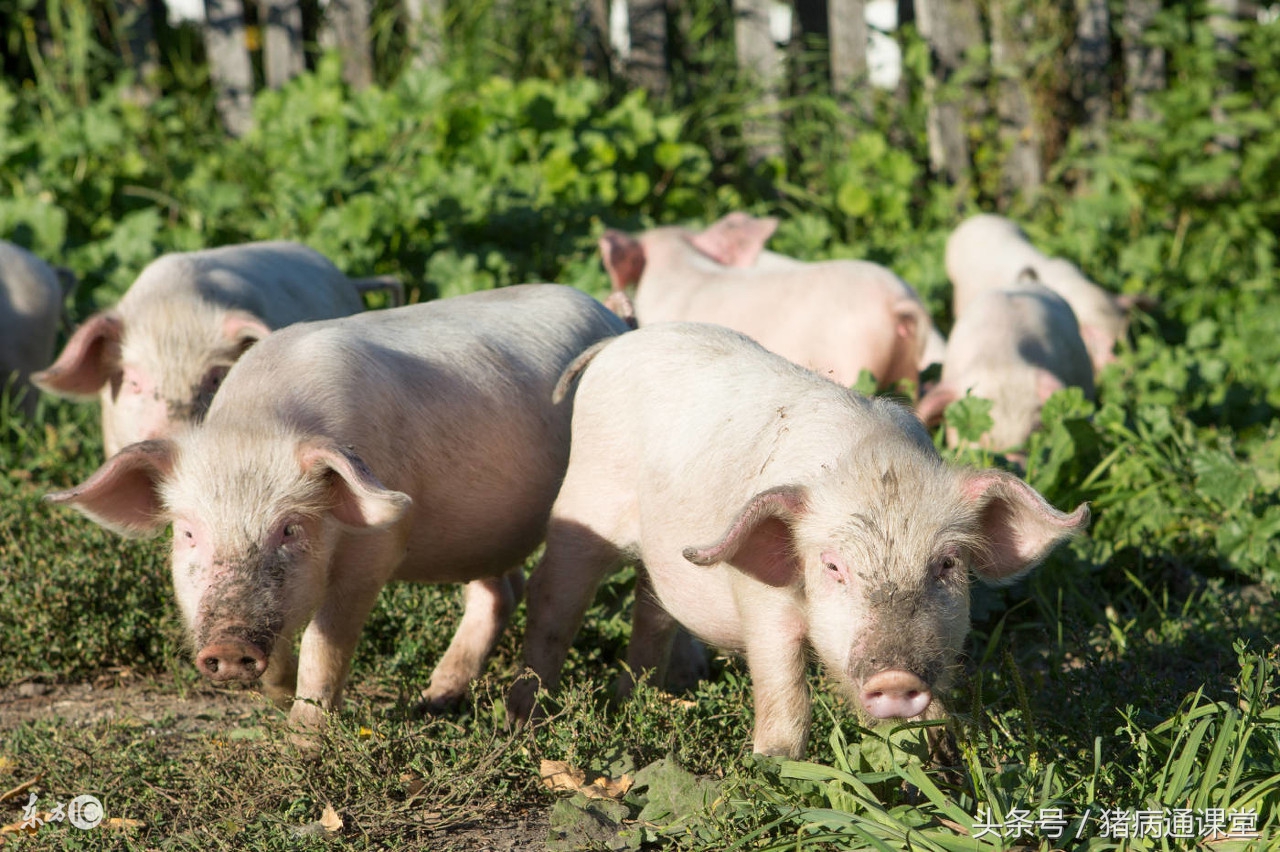 公猪精子稀释是怎么回事,公猪原精与稀释液的一般比例