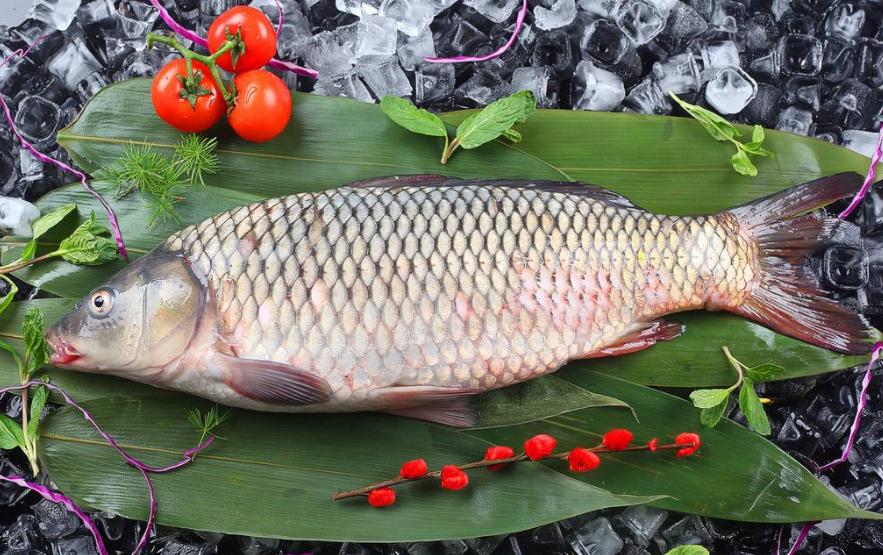 四大淡水鱼中青鱼是什么样,看鱼鳞辨别白鲢和大头鱼的区别