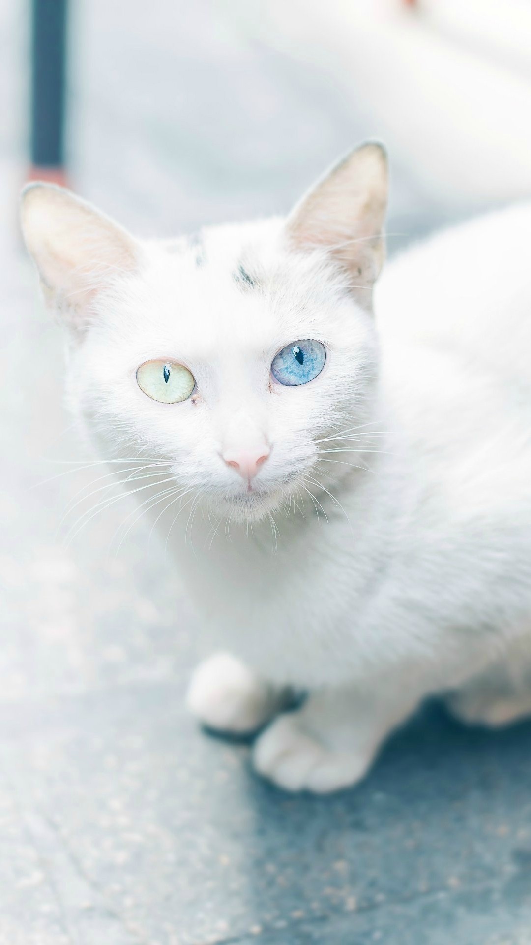 超多高清好看的壁纸,归来的奥特曼壁纸