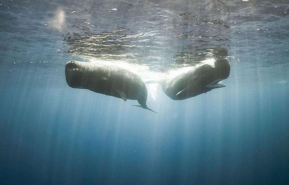 鲸类进化史上最让人惊叹的事,鲸类和灵长类