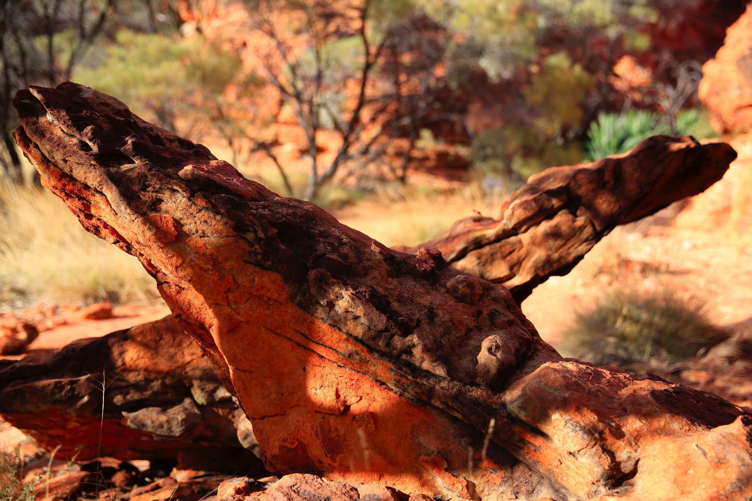 关于澳洲的一切,澳大利亚国王峡谷