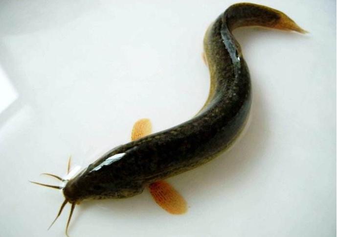 四大淡水鱼中青鱼是什么样,看鱼鳞辨别白鲢和大头鱼的区别