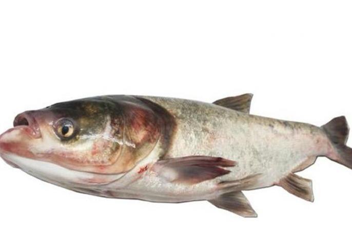 四大淡水鱼中青鱼是什么样,看鱼鳞辨别白鲢和大头鱼的区别