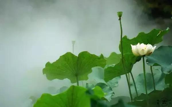 等一个风和日丽的日子,诗酒花茶的句子