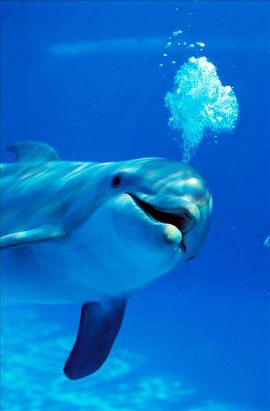 鲸类进化史上最让人惊叹的事,鲸类和灵长类