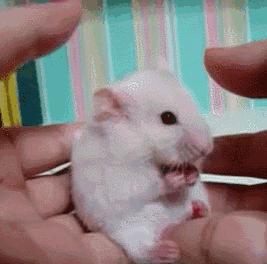 溜仓鼠有什么危害嘛,仓鼠禁忌不能触碰什么原因