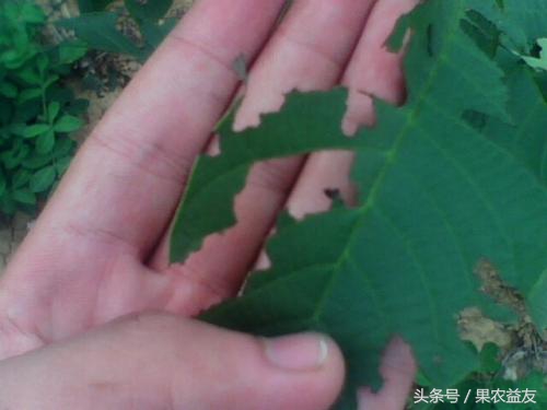 核桃怎么防止招虫害呢图片,地下核桃虫的防治办法